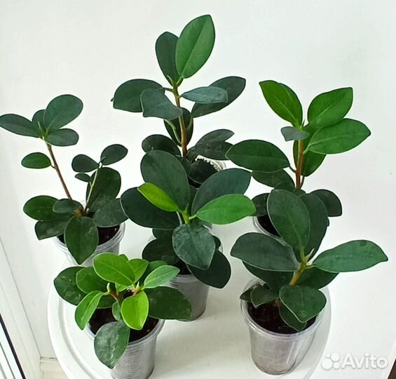 Фикус Формоза