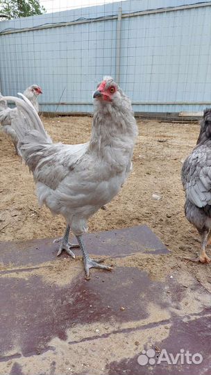 Петухи породные племенные кучинка, маран, легбар