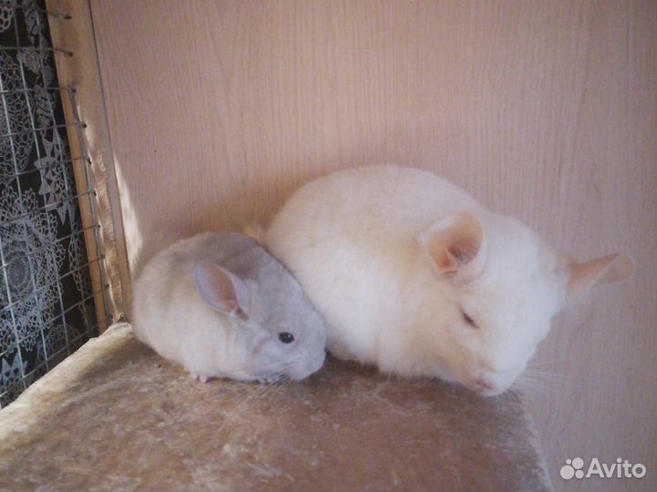 Шиншиллята