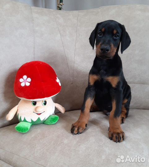 Доберман щенки элитных родителей