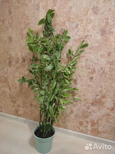 Педилантус взрослый