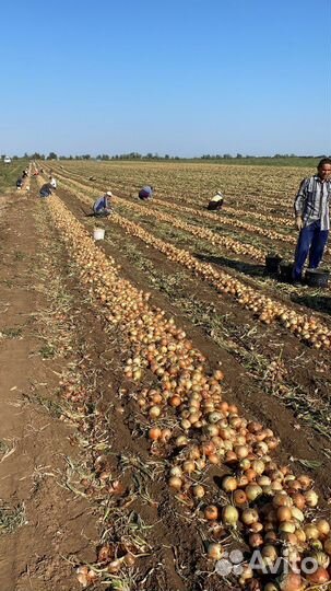 Лук репчатый от Производителя