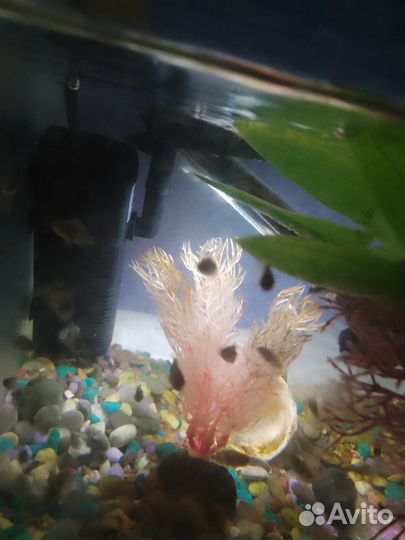 Аквариумные рыбки