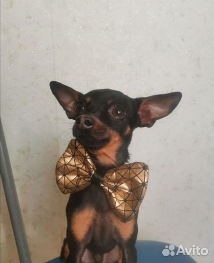 Мини той-терьер вязка