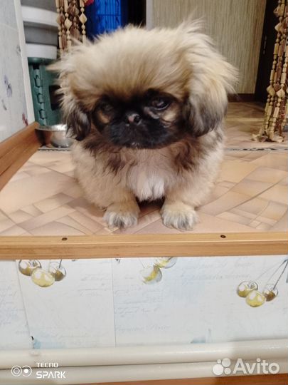 Щенки пекинеса