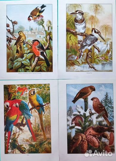 Ботанические иллюстрации цветы, животные, птицы