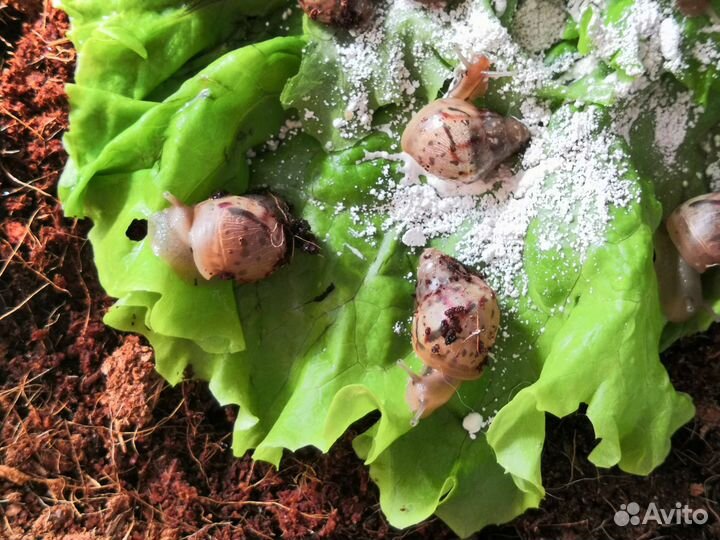 Улитята ахатины