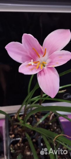 Зефирантес или выскочка