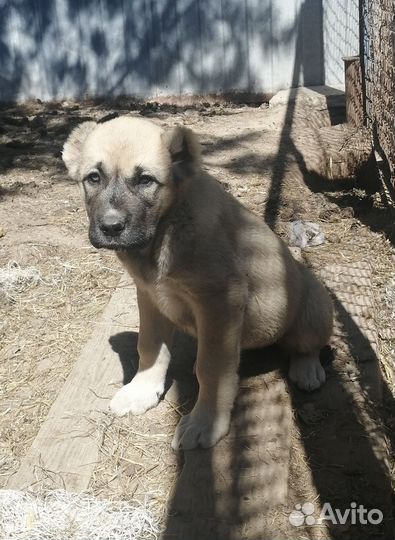 Среднеазиатская овчарка