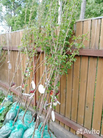 Плодовые деревья