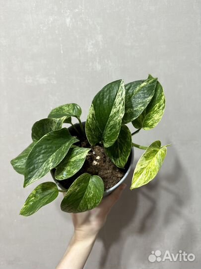 Эпипремнум марбл квин, маранта бьюти ким