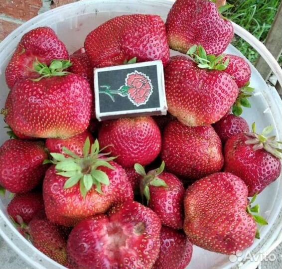 Рассада клубники