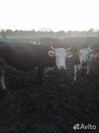 Корова на мясо