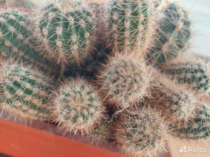 Комнатные цветы