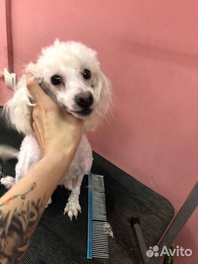 Грумер на дом