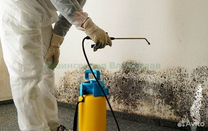 Уничтожение плесени, мышей, крыс, клопов