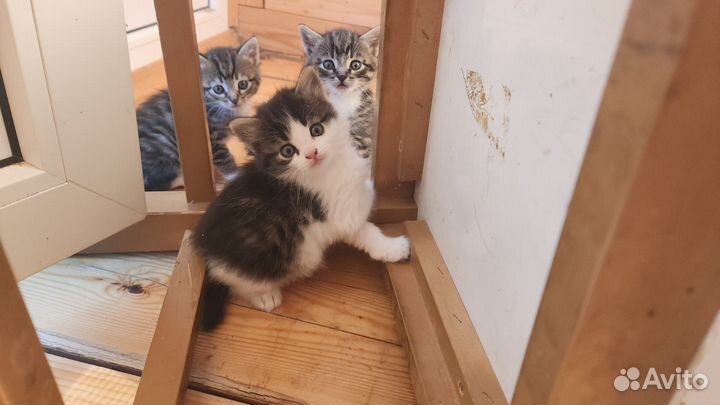 Котята ищут дом