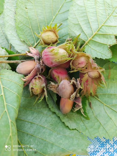 Продаю саженцы ореха фундук