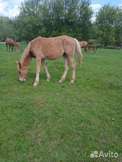 Жеребенок кобылка