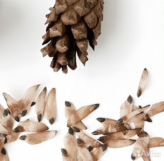 Семена сосны корабельной