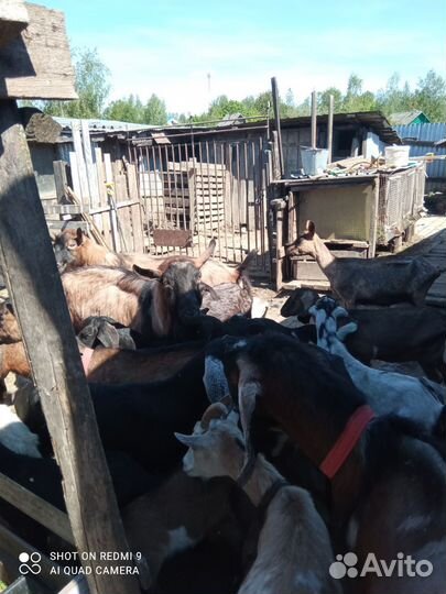 Козы дойные разных пород козлята