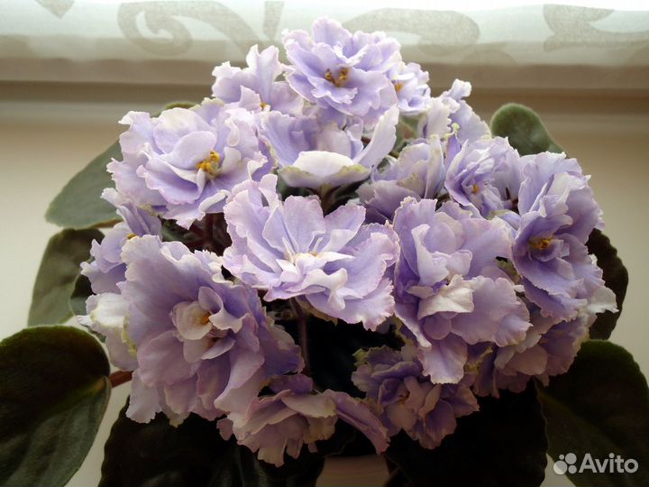 Фиалки коллекционные
