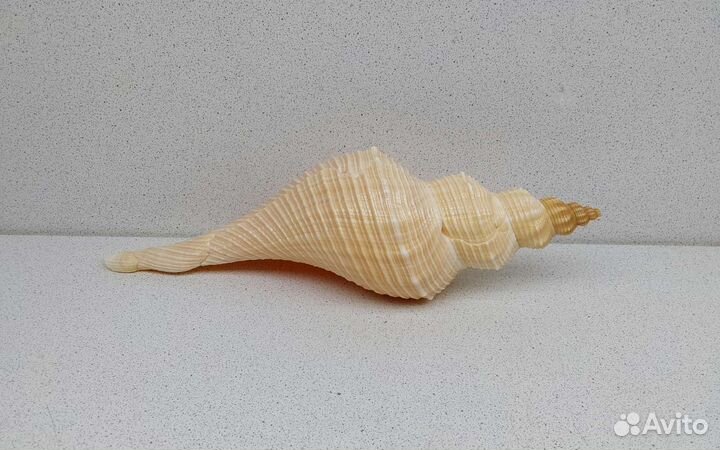 Хемифусус Туба 23,9 морская ракушка раковина