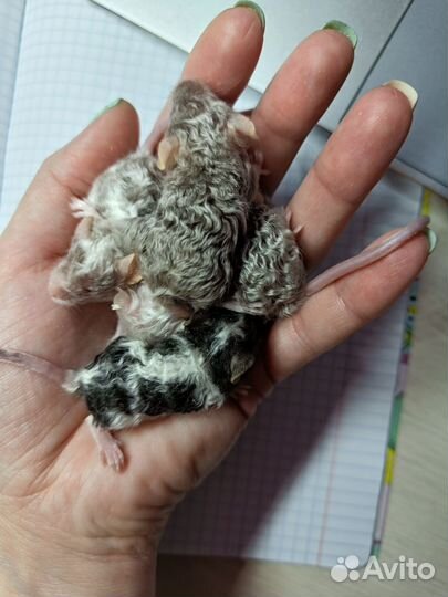 Сатиновые кудрявые мышки