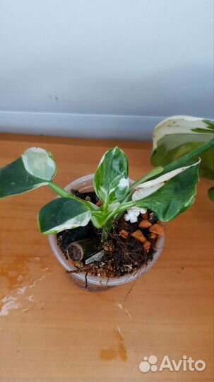 Комнатные растения сортовые
