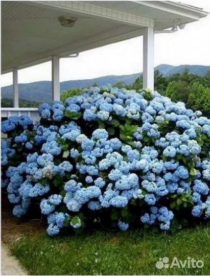 Гортензия крупнолистная