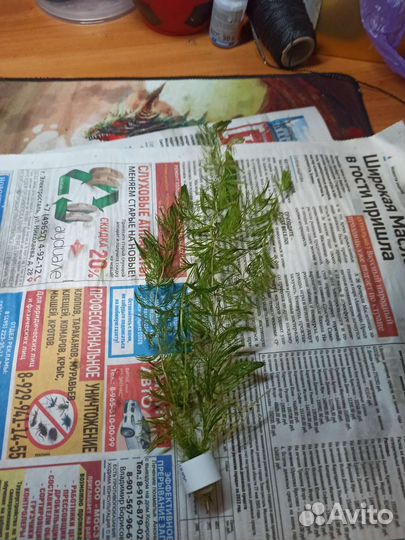 Роголистник аквариумный и аквариум для петушка