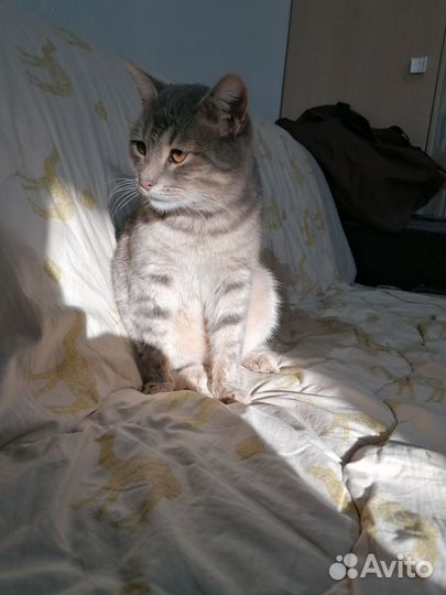 Очень ласковый котик