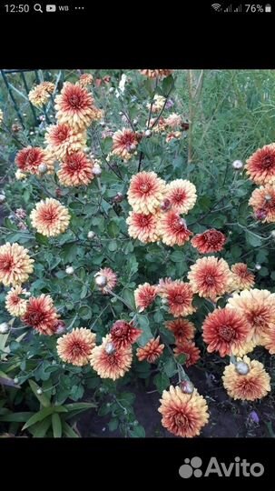 Хризантемы