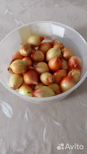 Лук семейка