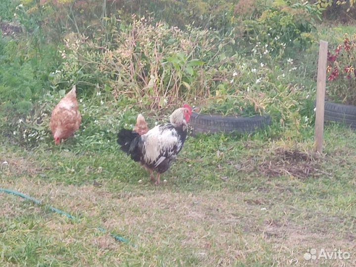 Куры Петух