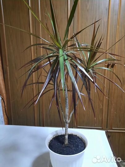 Комнатные растения цветы