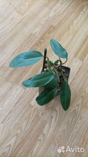 Мелисса, мята перечная