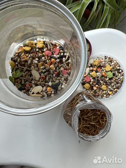 Корм для крыс