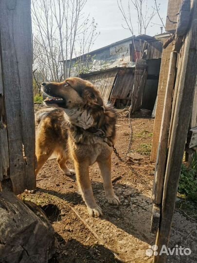 Пристроим песика 4,5 года, отличный охранник