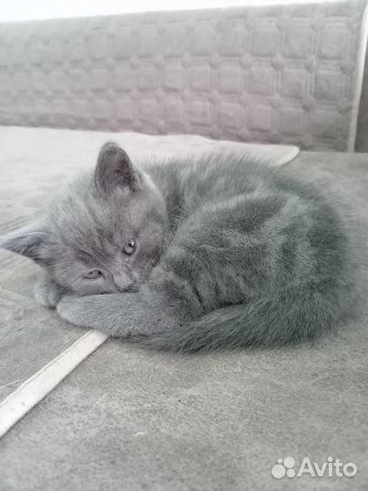 Британские котята