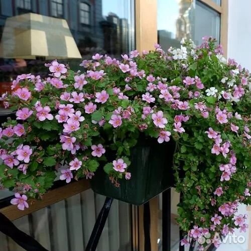 Бакопа ампельная