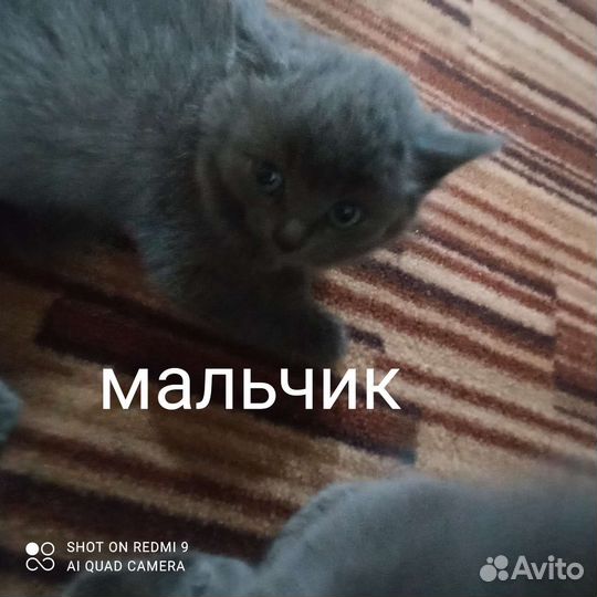 Отдам в добрые руки котят