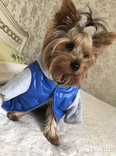 Куртка для йорка