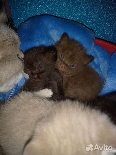 Британские котята