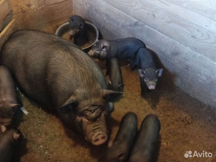 Вьетнамские вислобрюхие поросята