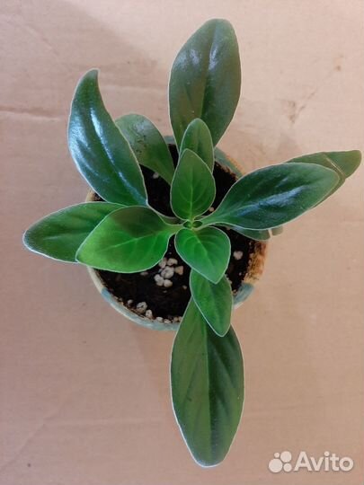 Хирита и фиалки