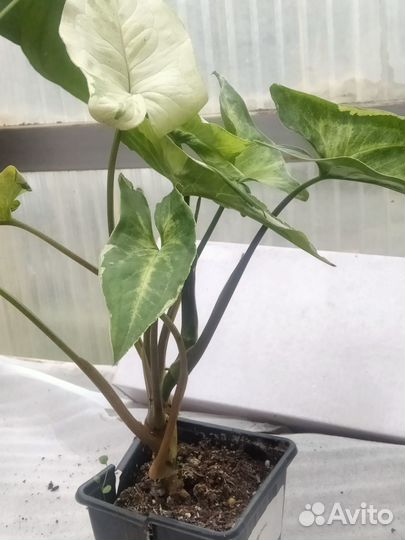 Сингониум 3 короля