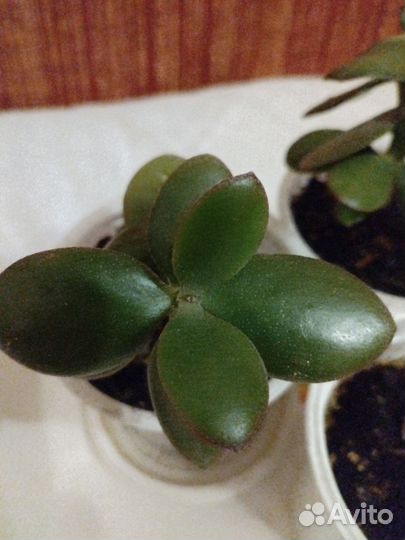 Толстянка Денежное дерево