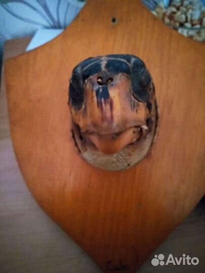 Голова черепахи (чучело)