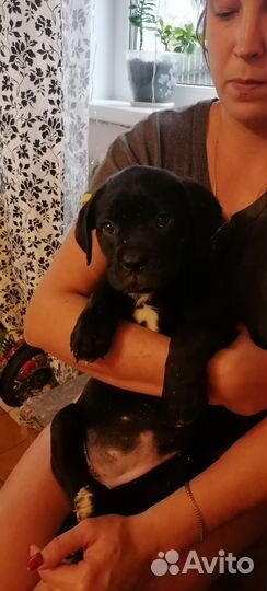 Щенки кане Корсо